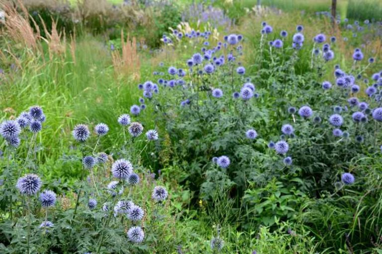 Comment bouturer l'Echinops ?