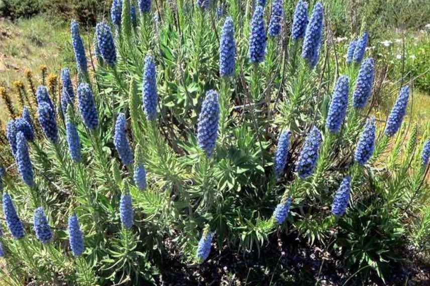 Echium fastuosum