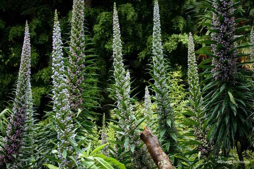 Echium pininana