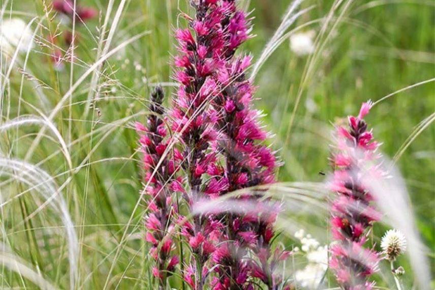 Echium russicum