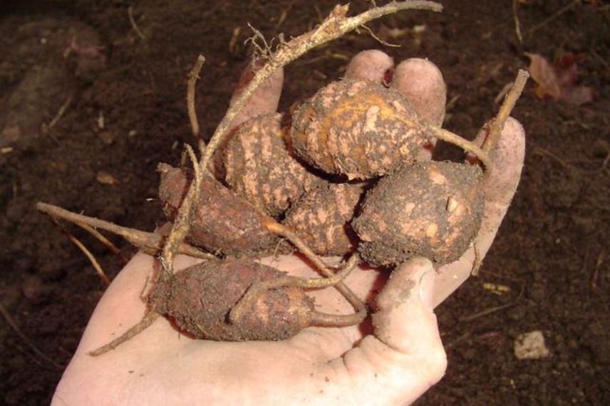 glycine tubéreuse (Apios americana) 