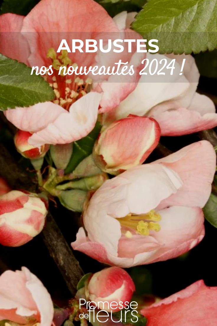 nouveautés arbustes 2024