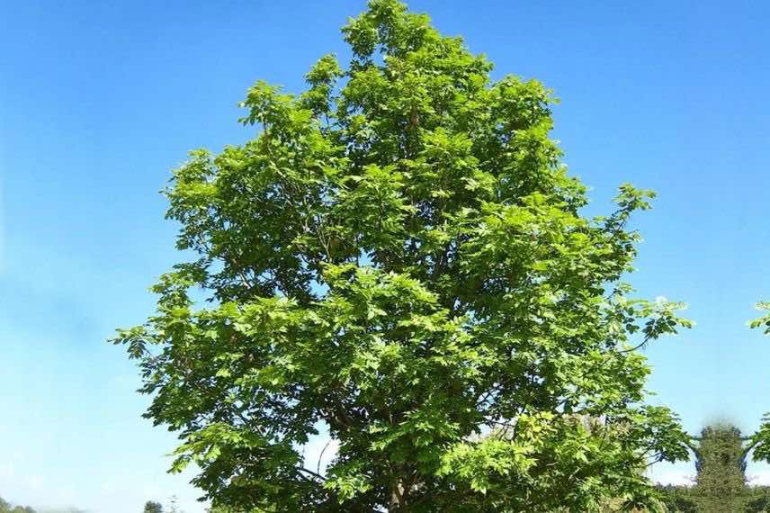 Fraxinus excelsior