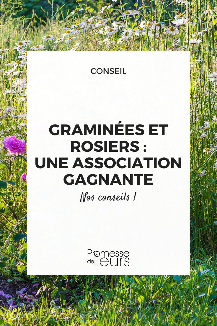 quels graminées associer aux rosiers