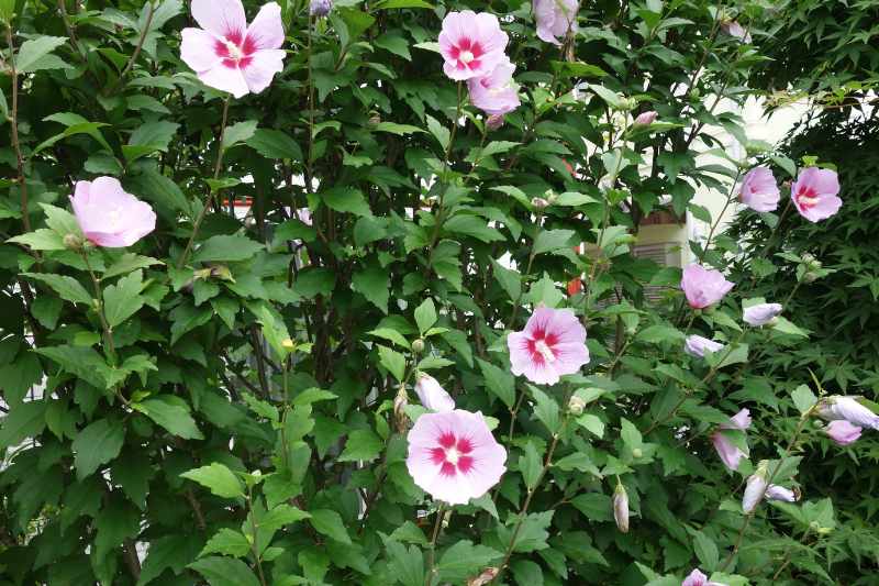 Comment créer une haie d'Hibiscus ?