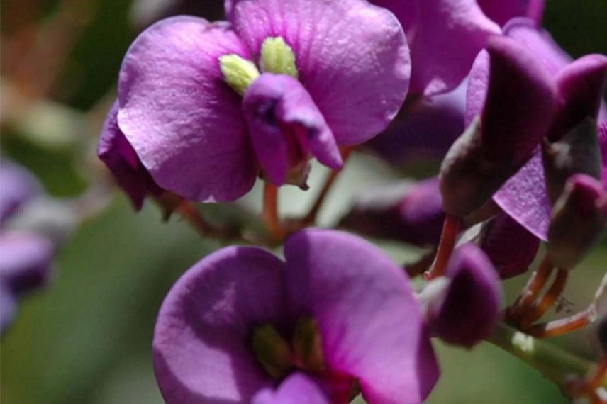 Hardenbergia pot