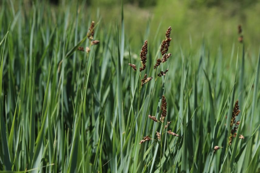 Hierochloe odorata