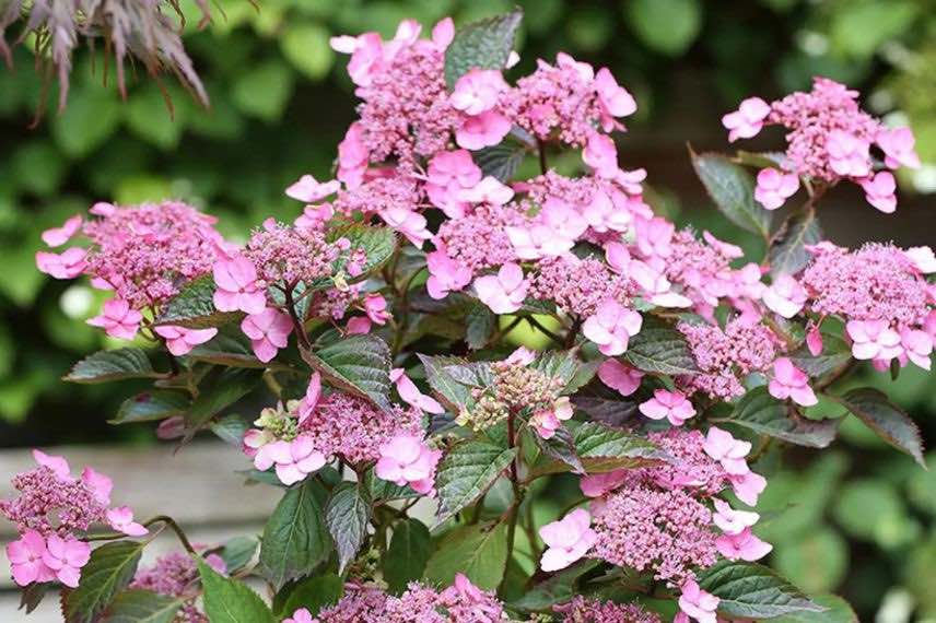 hydrangea