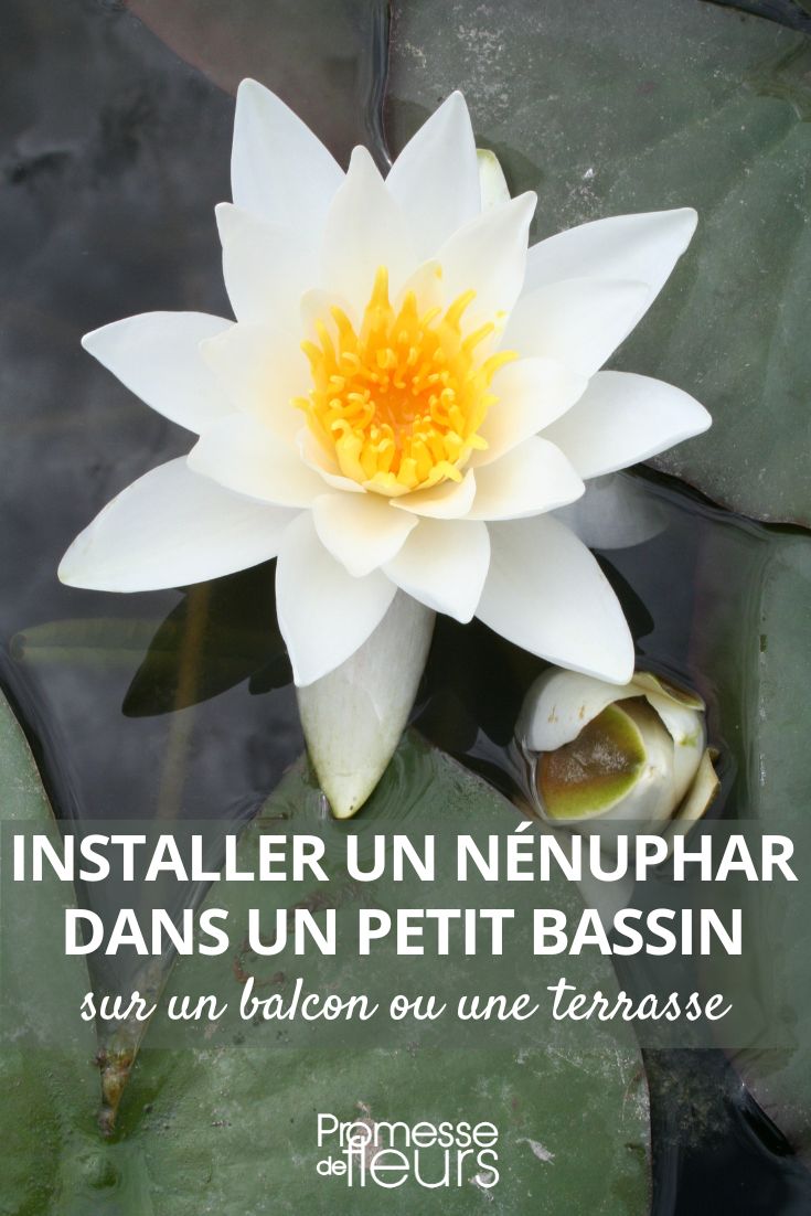 Nymphaea