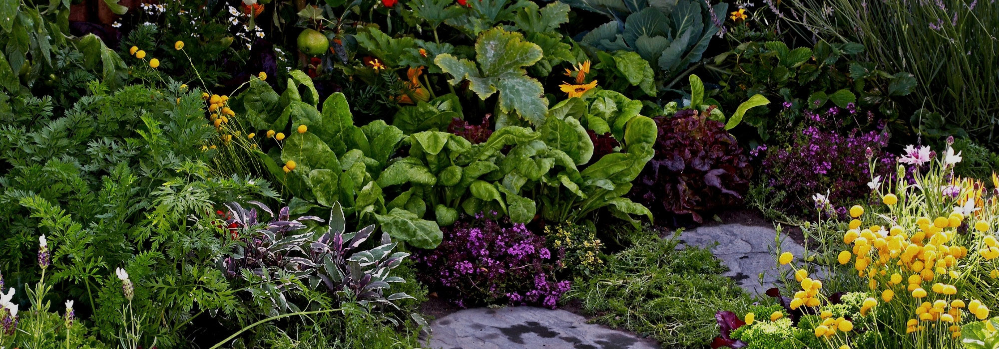 Le jardin édimentaire : beau et productif à la fois !
