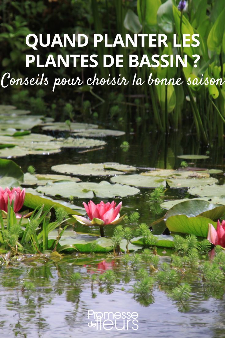 plantes aquatiques