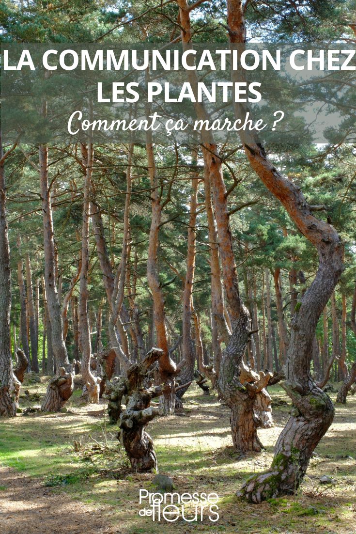 Communication des plantes : mécanismes et interactions