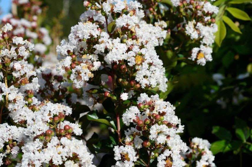 lilas d'été