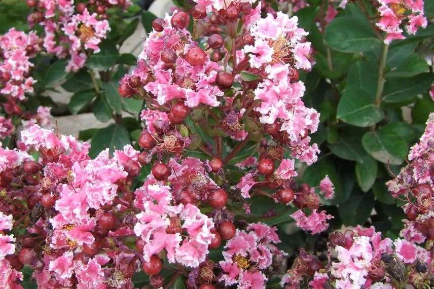 lagerstroemia indica