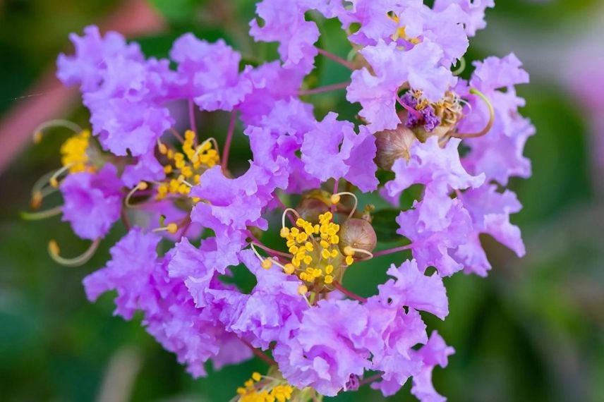 Lilas des Indes à fleurs bleu mauve