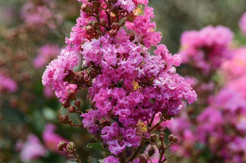 Lilas d'été