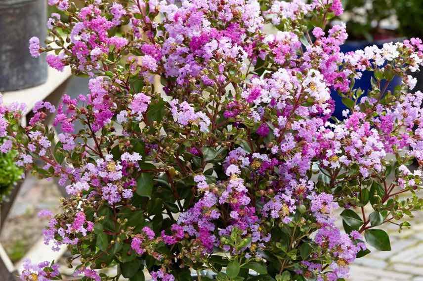 Lilas des Indes à fleurs violet mauve