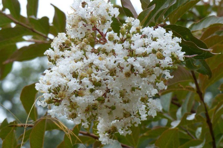 arbuste à fleurs blanches