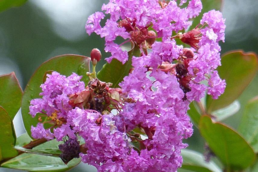 Lilas des Indes