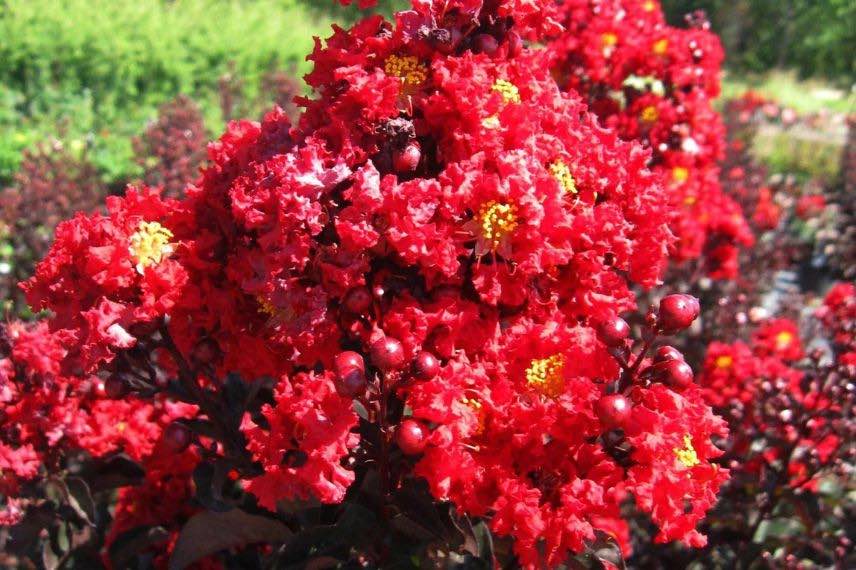 floraison estivale rouge