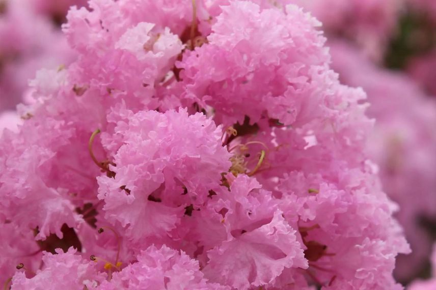 Lilas des Indes à fleurs roses