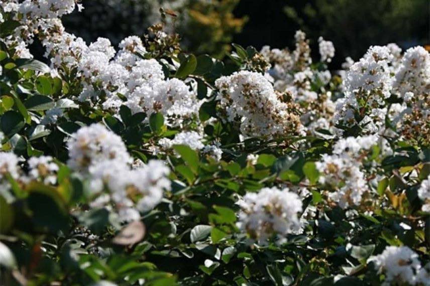 lilas des indes à fleurs blanches