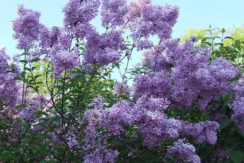 Lagerstroemia à fleurs mauves