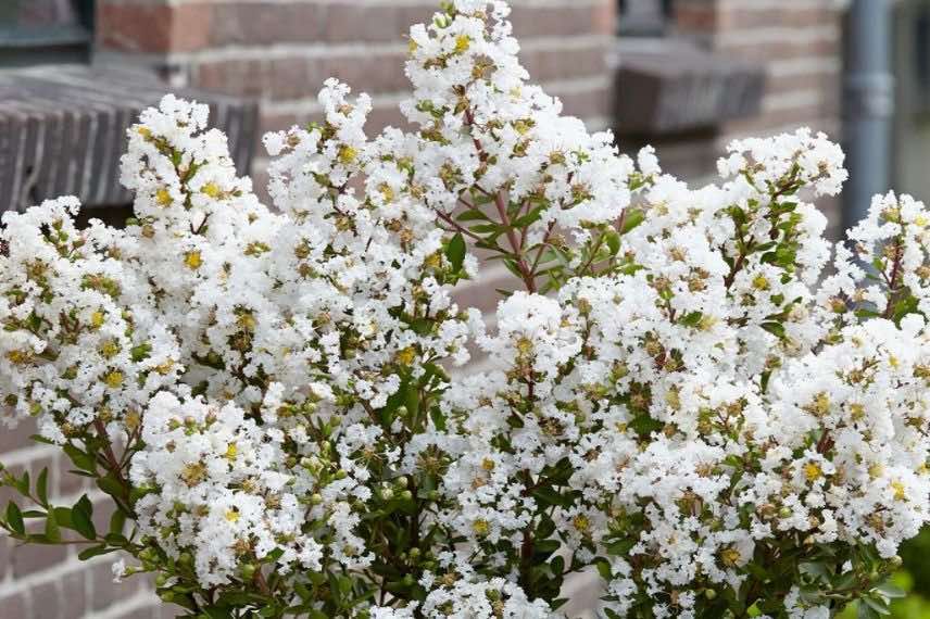 Lagerstroemia 'Virgin'