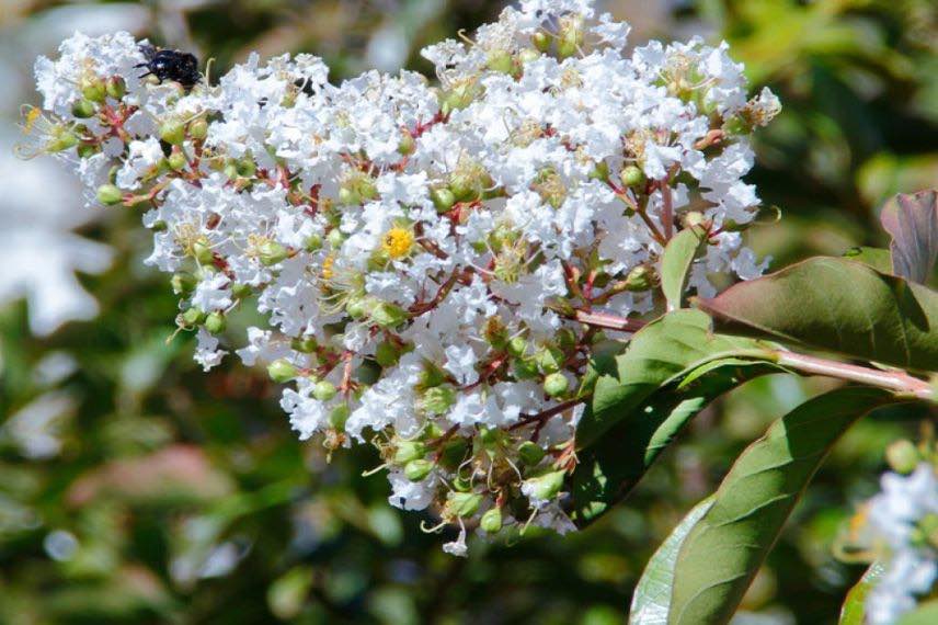 lilas d'été