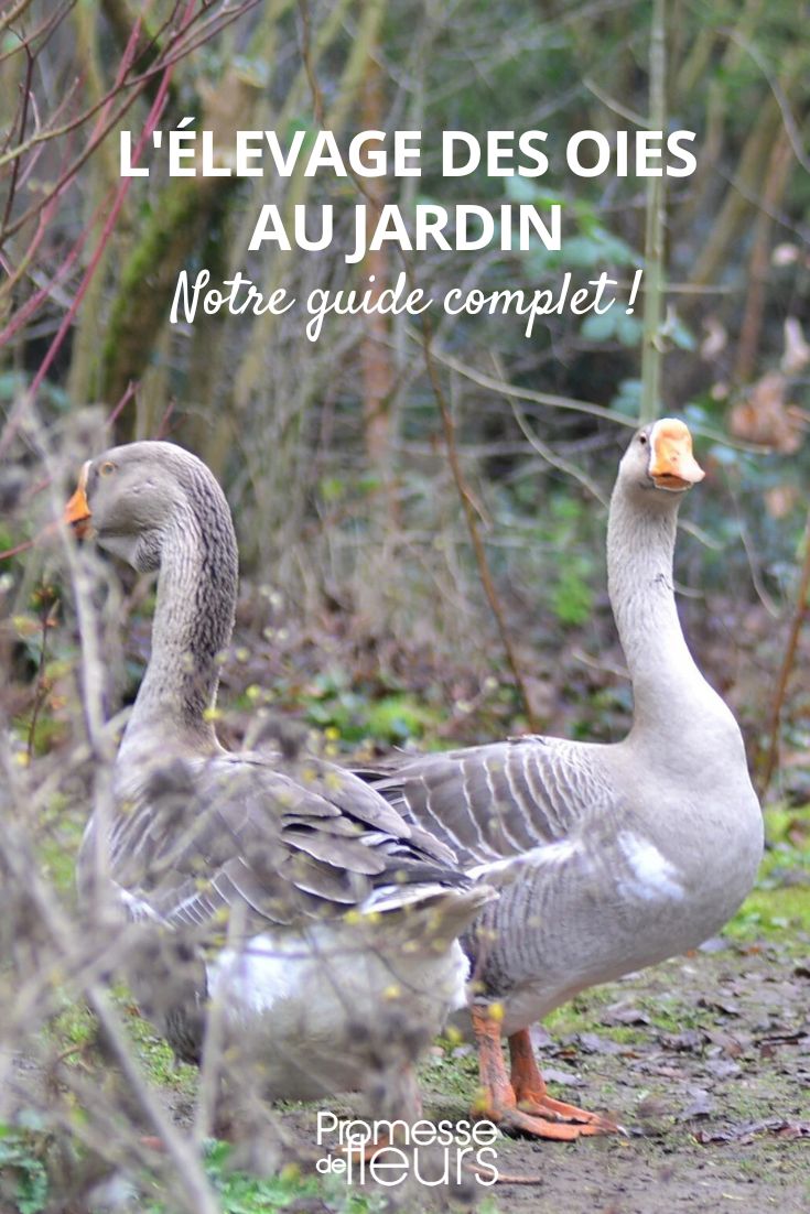 élever une oie au jardin