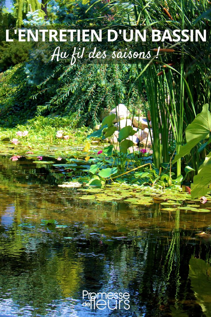 L'entretien d'un bassin de jardin au fil des saisons (1) entretien d'un bassin hiver, été, automne, printemps