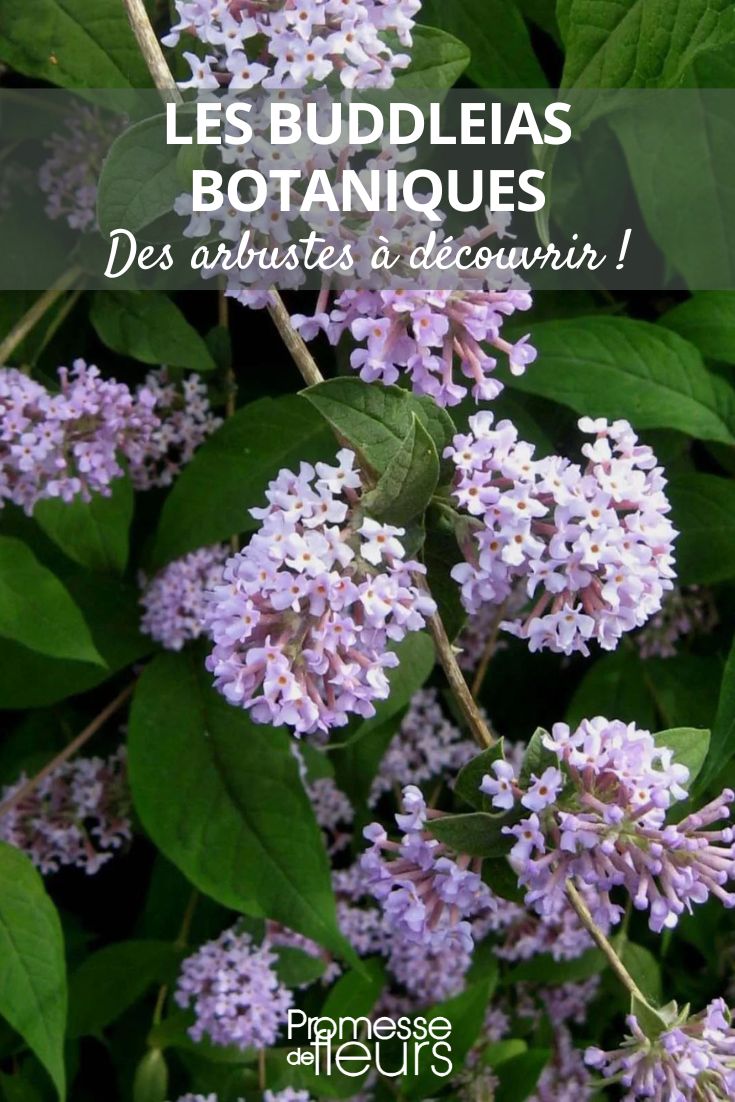 buddleja-delavayi