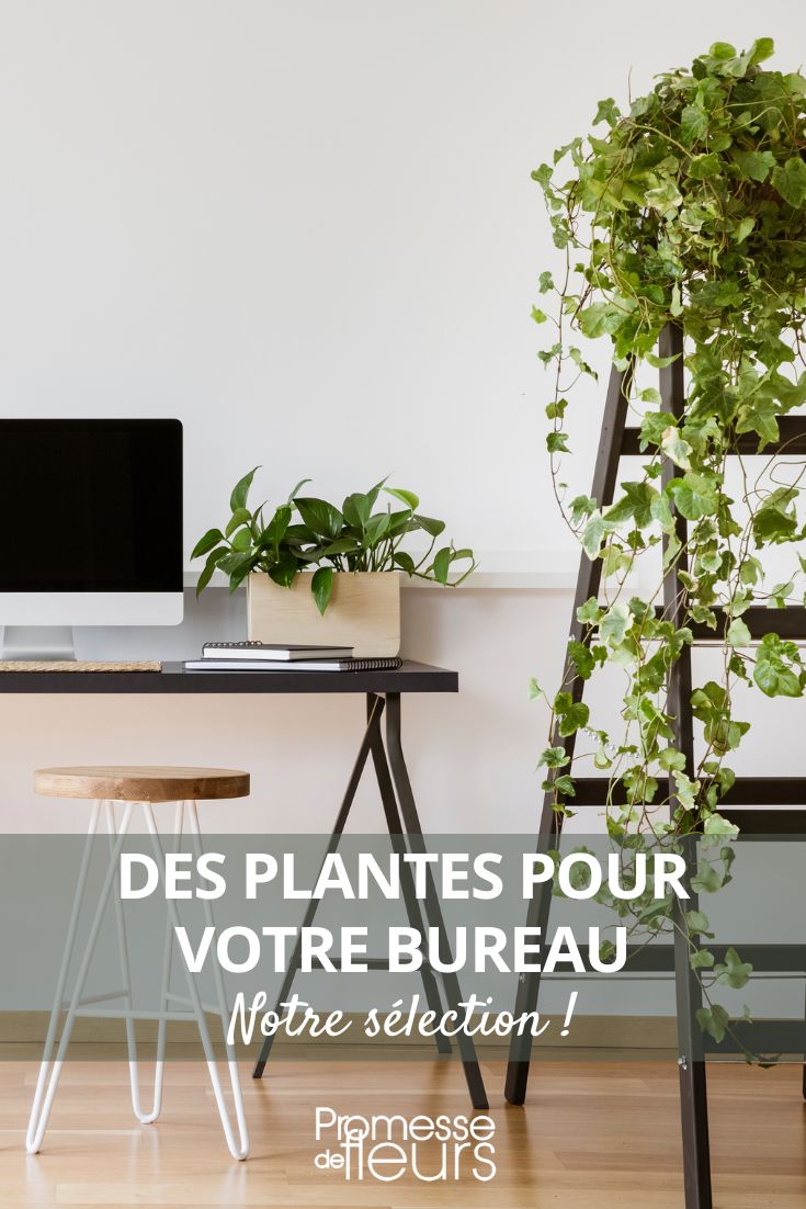 plantes d'intérieur pour bureau