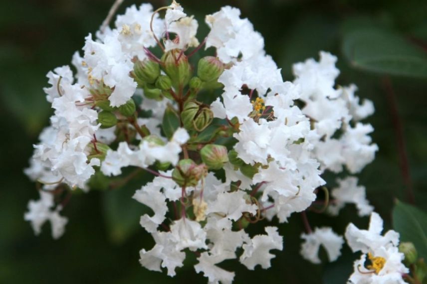 lilas d'été