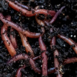 Lombricompostage : 5 erreurs à éviter pour un compost réussi