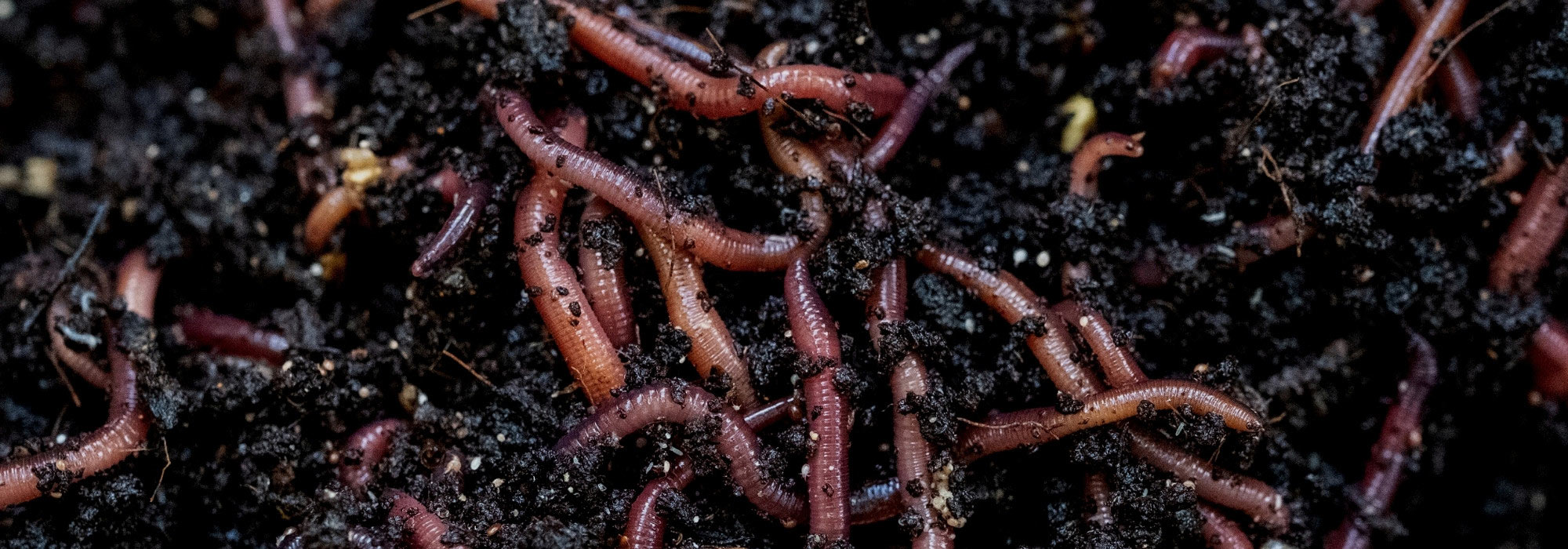 Lombricompostage : 5 erreurs à éviter pour un compost réussi