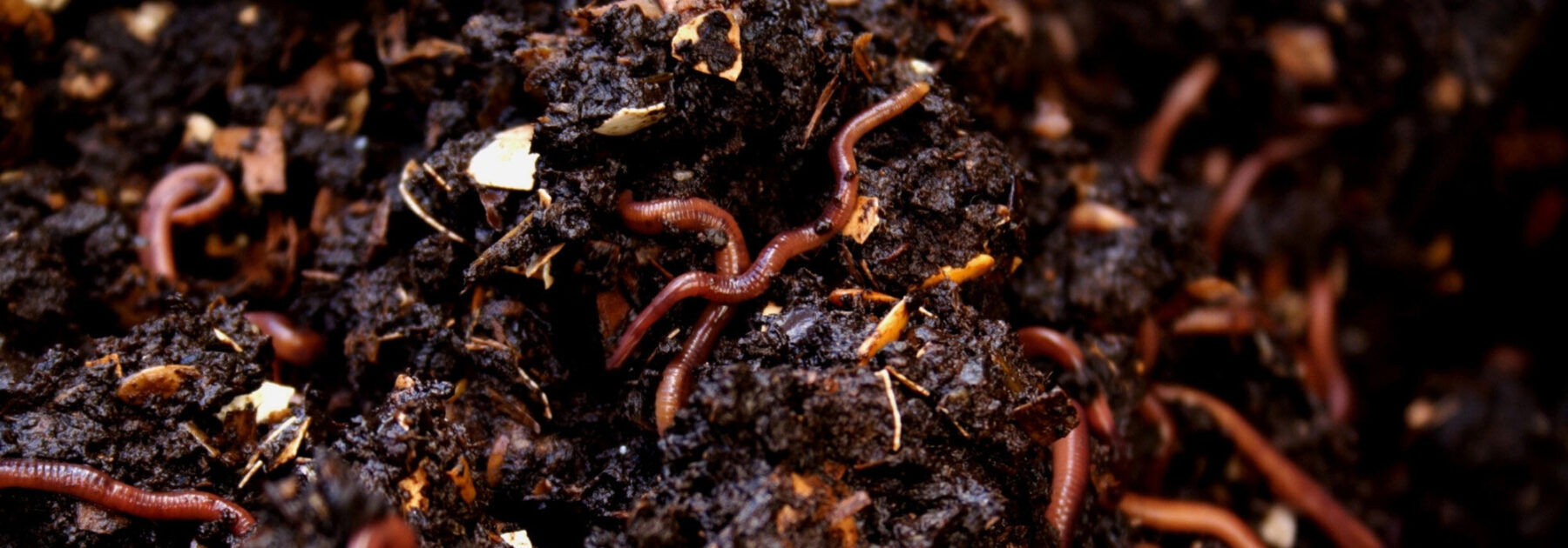 Lombricompostage : tous les bienfaits du vermicompost, tous au vers ! -  Famille Au Naturel