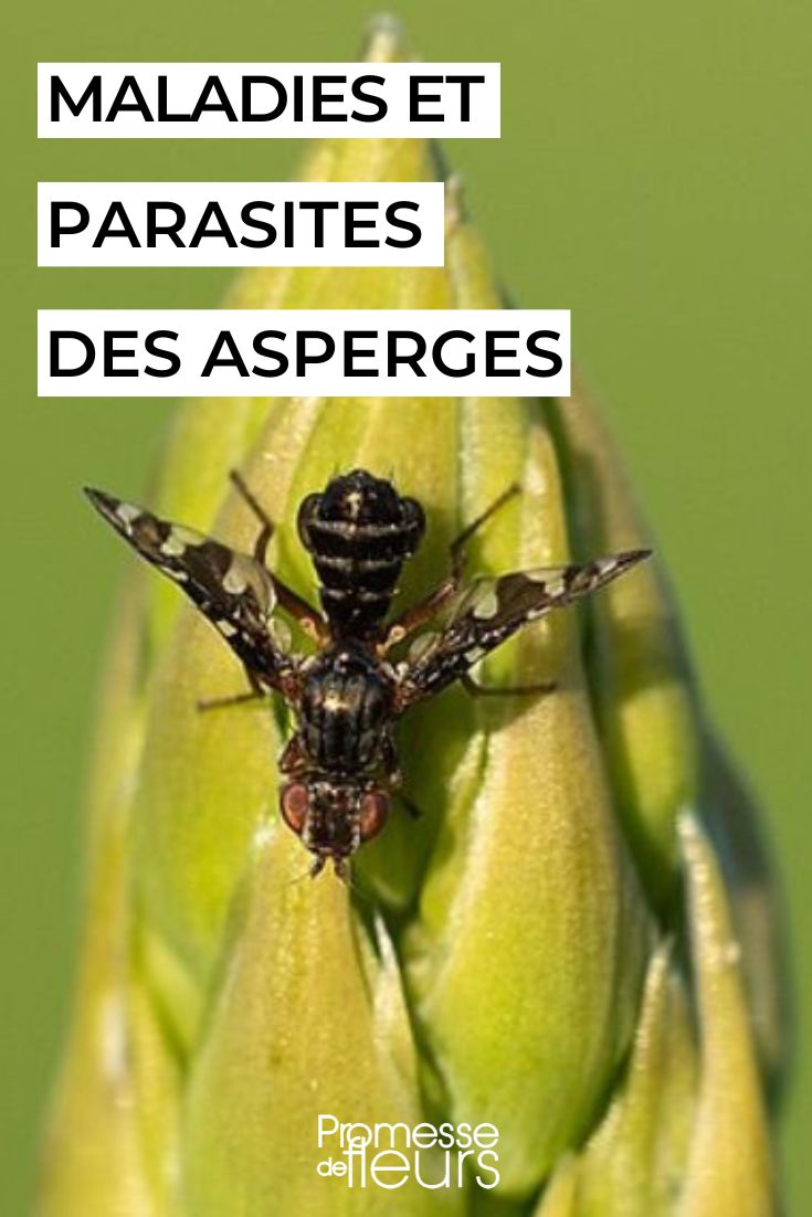 Insectes ravageurs, maladies et traitements des rosiers