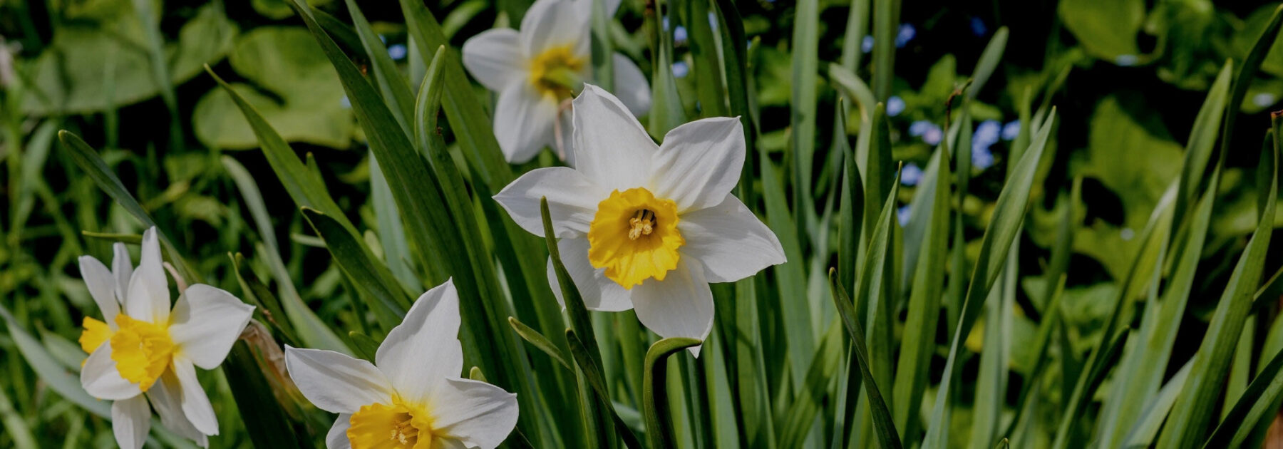 Comment entretenir les narcisses après la floraison ?