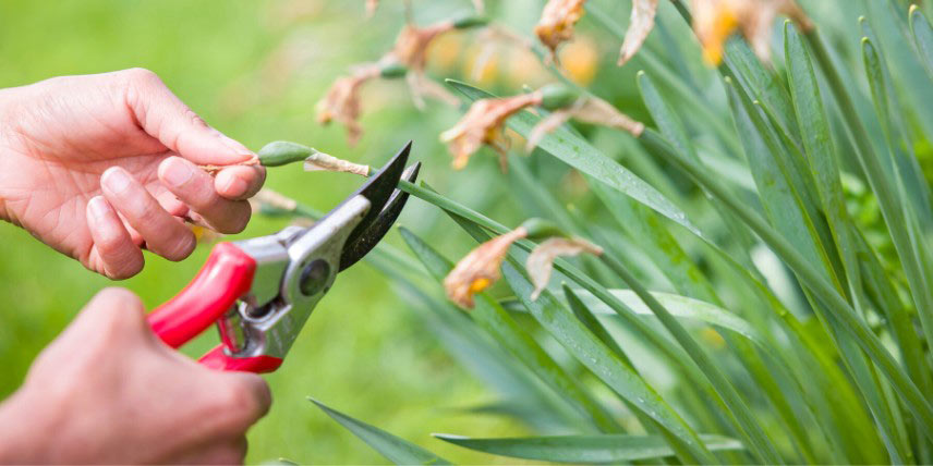 Narcisses : couper les fleurs fanées