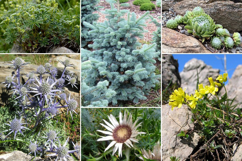 Inspiration pour associer l'Abies lasiocarpa 'Compacta