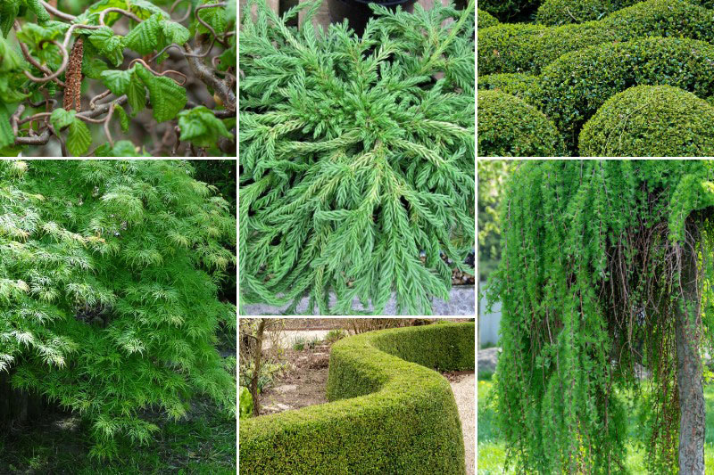 Associer le Cryptomeria japonica 'Spiralis'