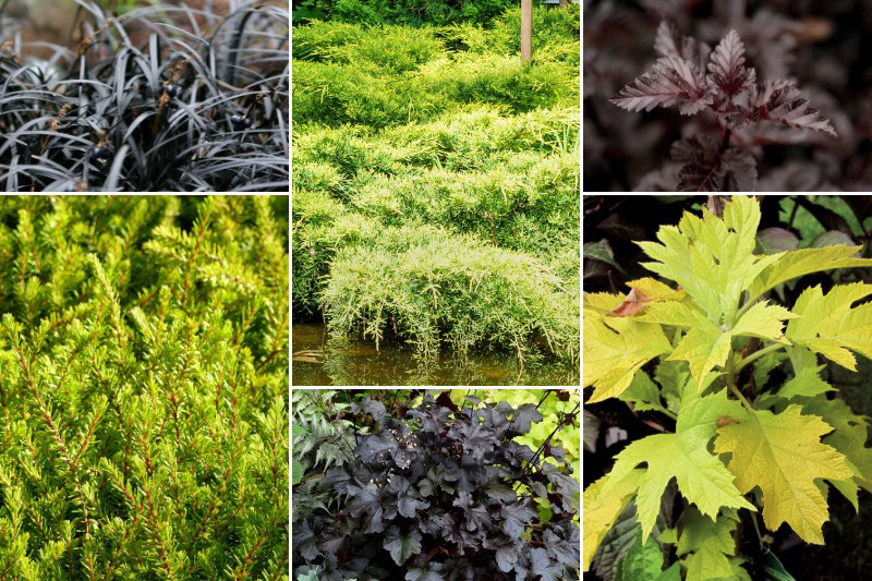 Jardin pourpre et doré avec le genévrier 'Golden Saucer'