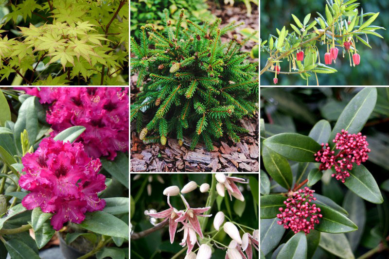 Il faut maltraiter les glycines pour obtenir des fleurs