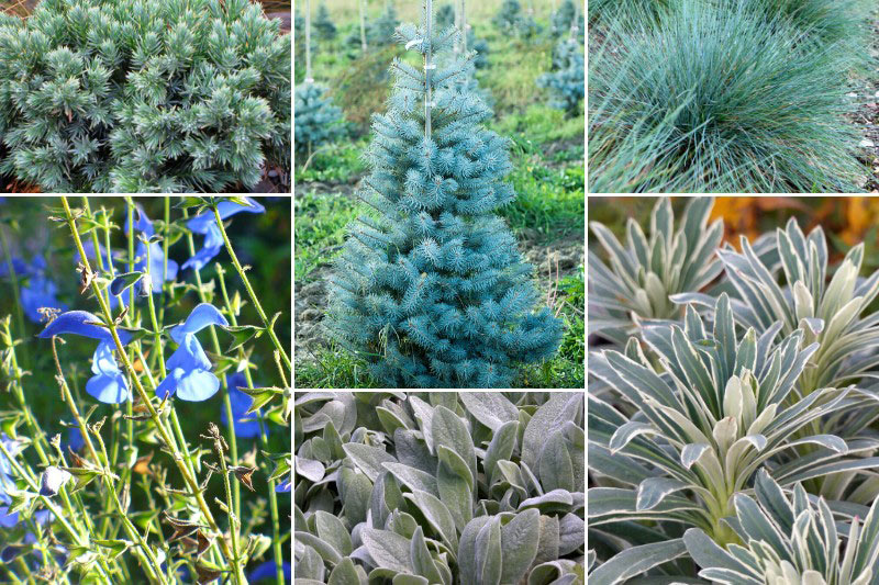 Inspiration jardin bleu argenté avec le Picea pungens 'Edith'