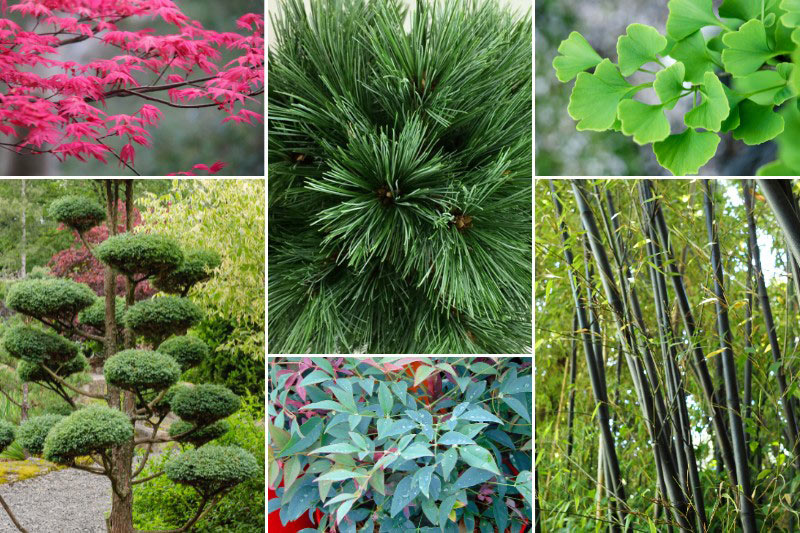Collection plantes mellifères (10 sachets) - Le jardin des vie-la-joie