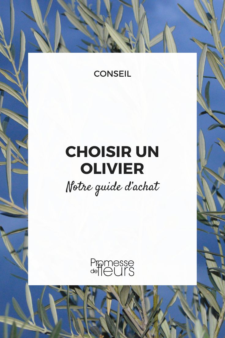 Comment choisir un olivier ?