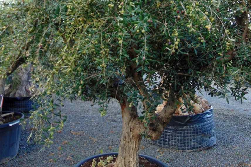 olea europeae