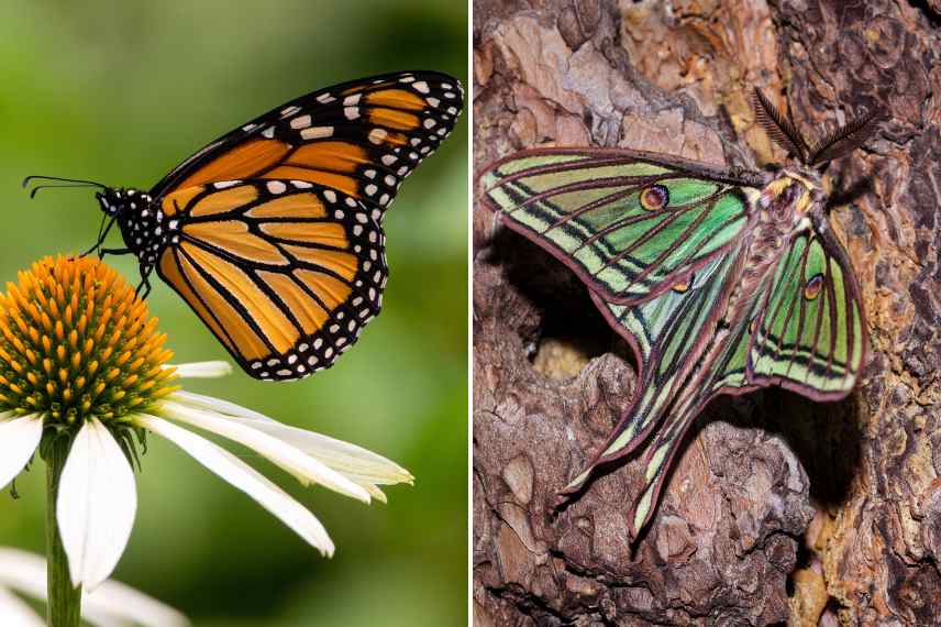 papillon monarque et Graellsia isabellae