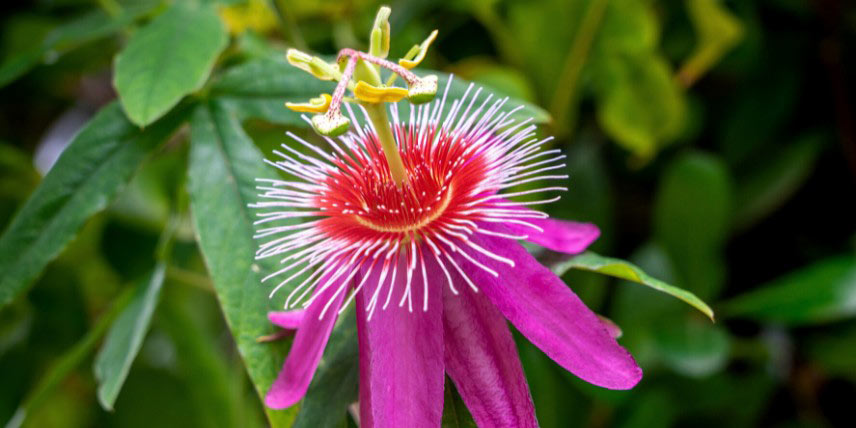 Passiflore à fleurs roses